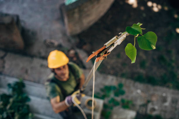 Best Storm Damage Tree Cleanup  in Conroe, TX